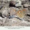 polyommatus thersites copula georgia1